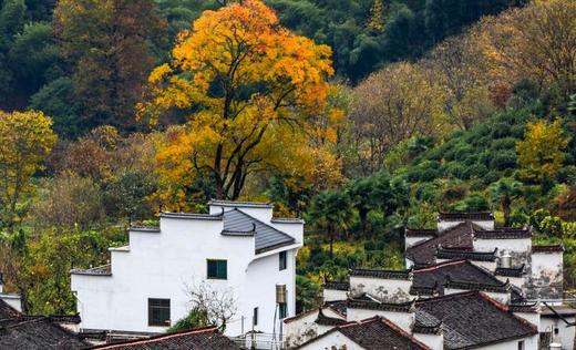 【花开婺源】婺源全景瓷都景德镇5日4晚动去高回5日4晚跟团游●4晚连住不挪窝+婺源徽州餐体验 商品图4