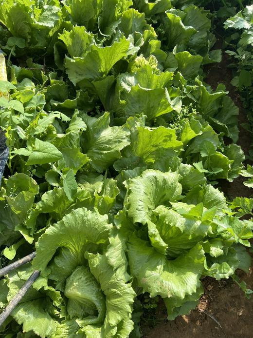 【精品礼盒 有机蔬菜套餐10斤/箱】 商品图7