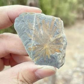 【奇遇周末】京郊一日营——快来亲手挖掘亿万年的自然宝藏~