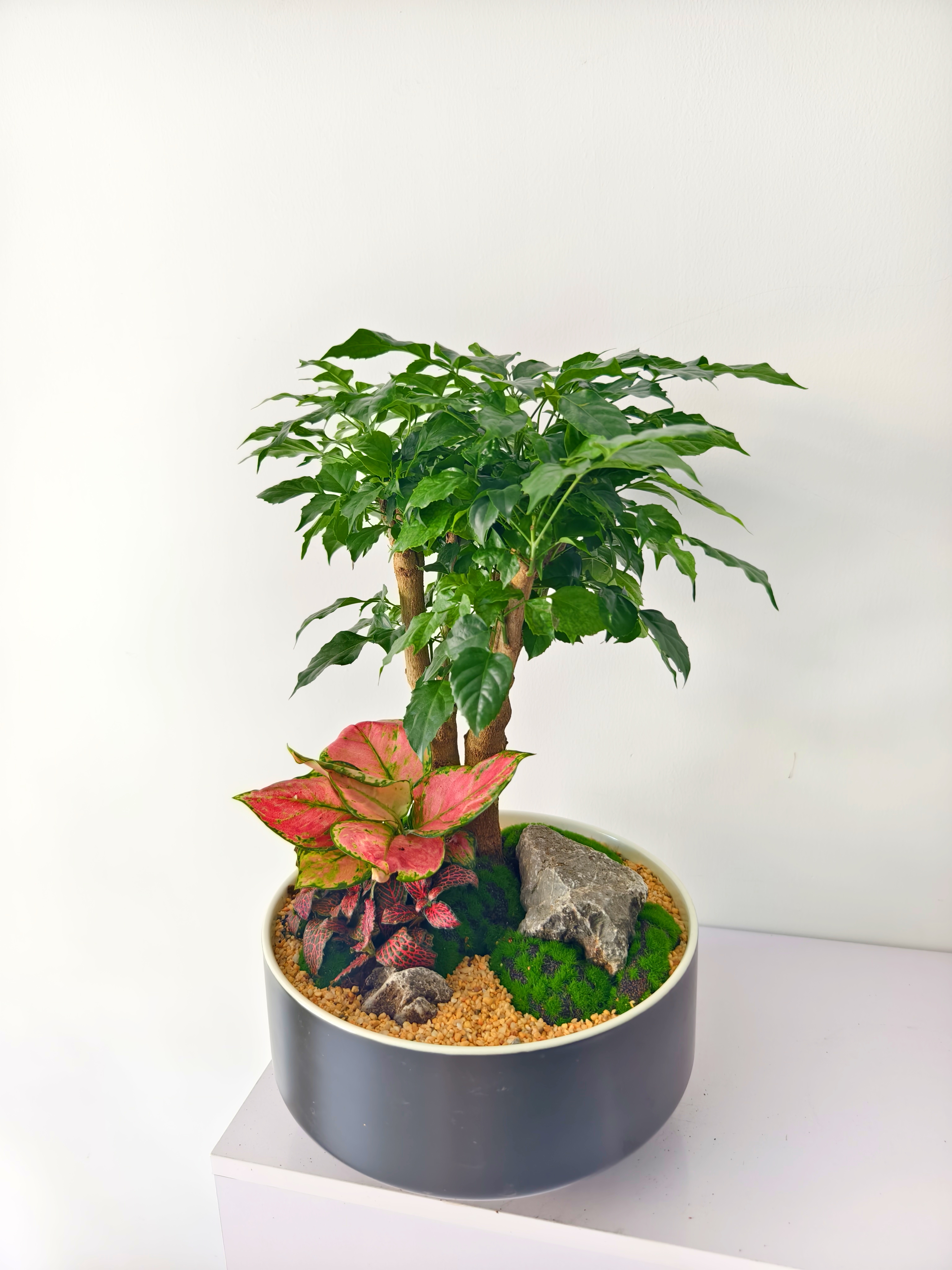 幸福树/MXY白边黑388