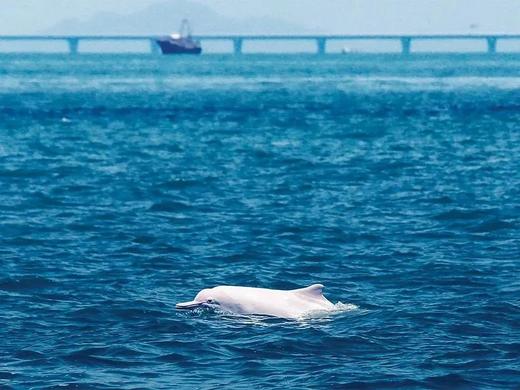 国庆香港大澳人文1日亲子营 商品图4