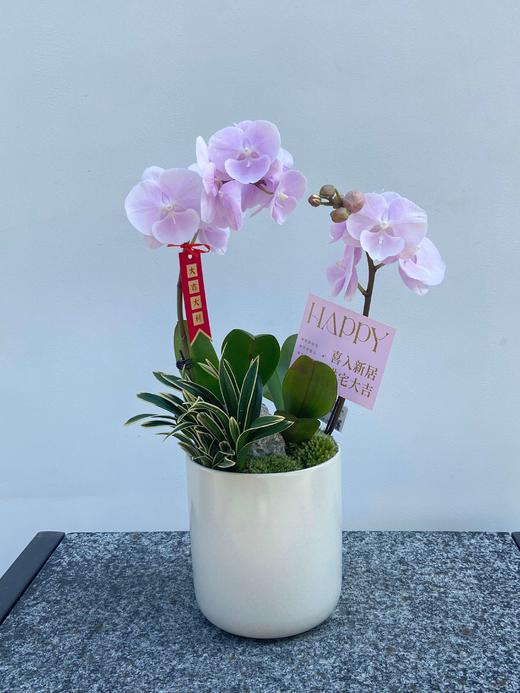 蝴蝶兰/MXY228 商品图0