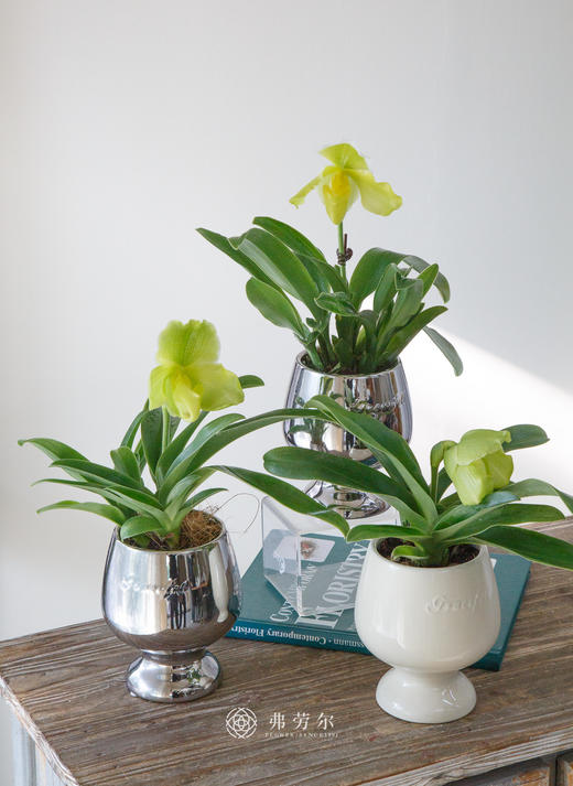 绿肉饼兜兰 商品图0