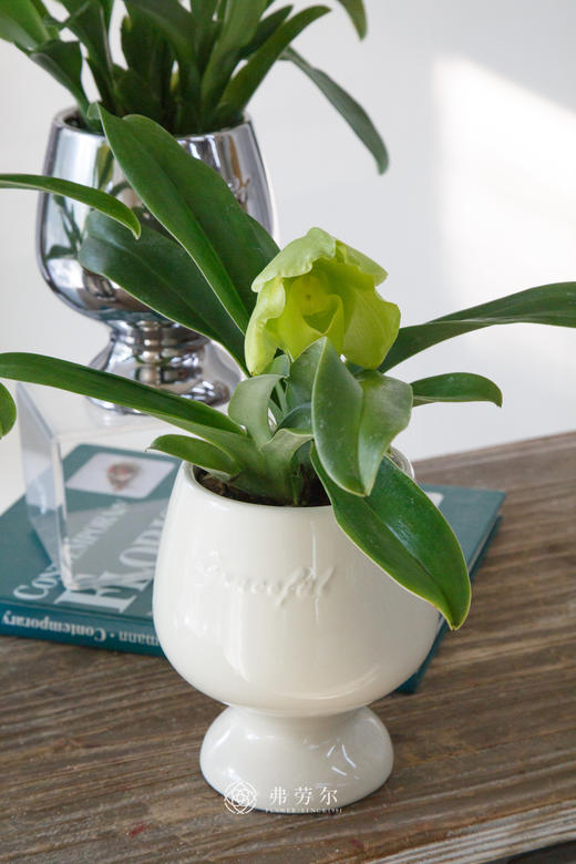 绿肉饼兜兰 商品图2