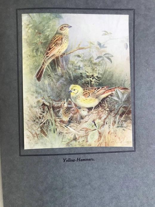 1923年 幼年鸟类图集 12幅彩色手工贴图与大量黑白插图 布面精装16开 商品图10