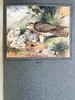 1923年 幼年鸟类图集 12幅彩色手工贴图与大量黑白插图 布面精装16开 商品缩略图9