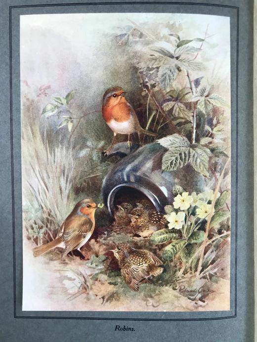 1923年 幼年鸟类图集 12幅彩色手工贴图与大量黑白插图 布面精装16开 商品图2