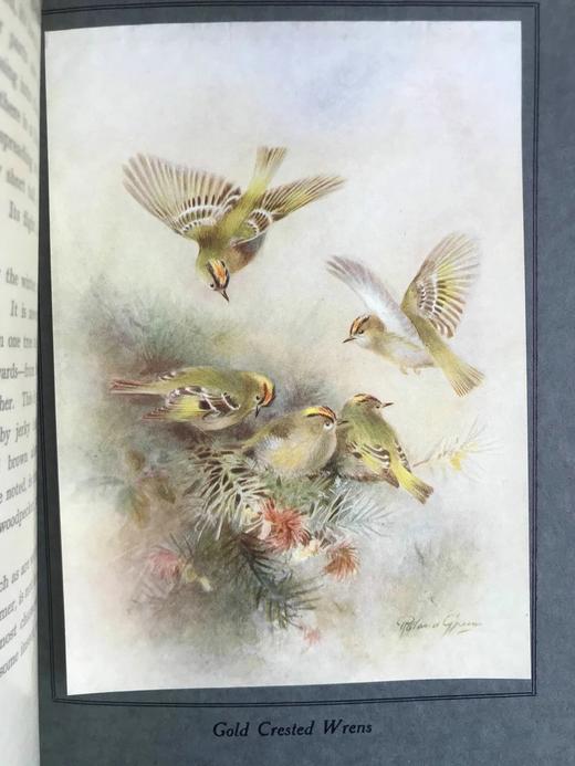 1922年 飞翔鸟类图集 12幅彩色手工贴图与大量黑白插图 布面精装16开 商品图14