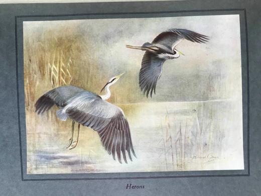 1922年 飞翔鸟类图集 12幅彩色手工贴图与大量黑白插图 布面精装16开 商品图12