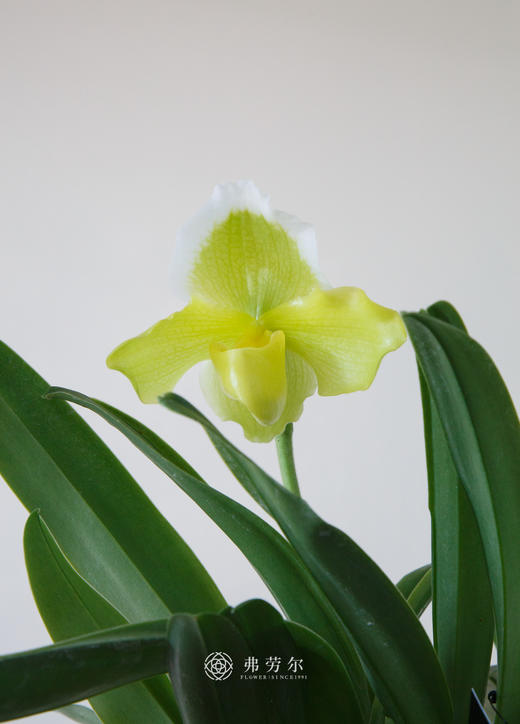 绿肉饼兜兰 商品图3