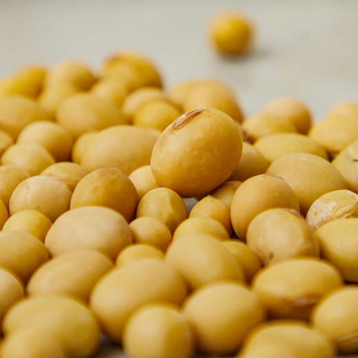 自然醒A类全棉大豆纤维黄豆枕芯五星级酒店枕护颈椎助睡眠枕芯单人家用高整头XK 商品图13