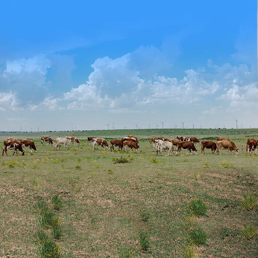 【内蒙有机牛肉饼】选用内蒙古新鲜有机牛前部位整块绞制，肥瘦比1:9，健康不腻 AA 商品图2