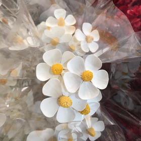 紫罗兰（.白色干花）