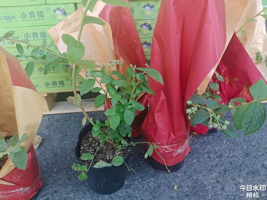 普通蓝莓苗1株 商品图0