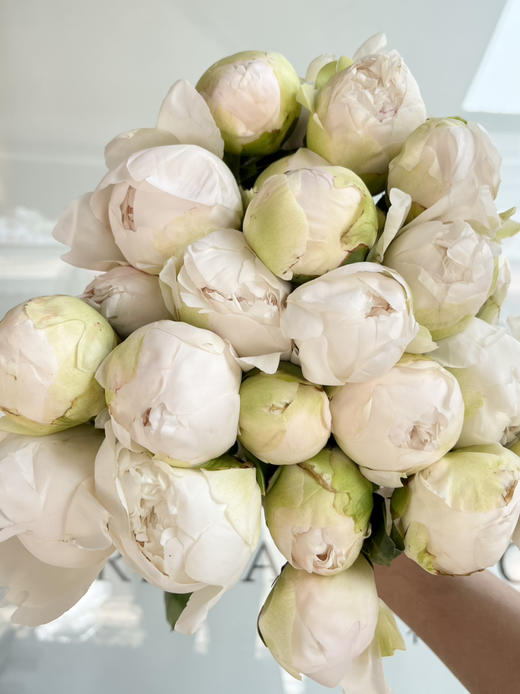 国产芍药-【奶油碗】 商品图5