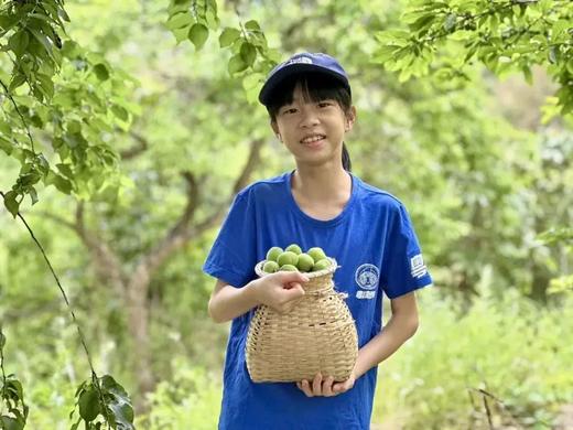 从化青梅露野趣1天营 商品图1