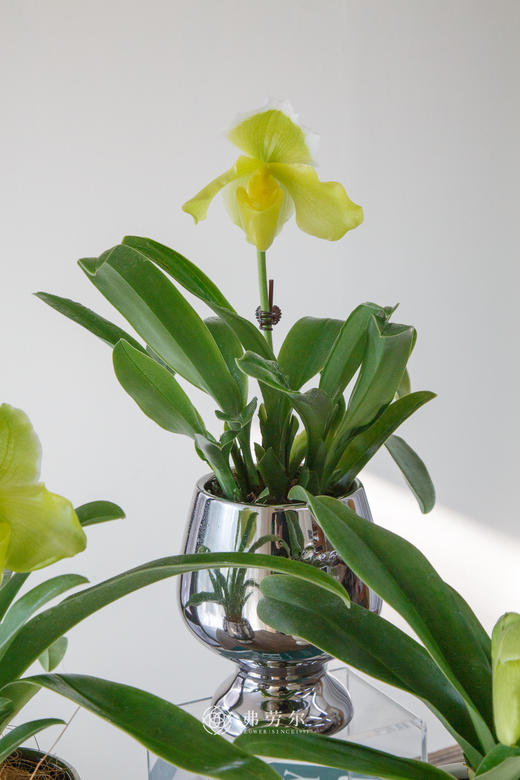 绿肉饼兜兰 商品图1