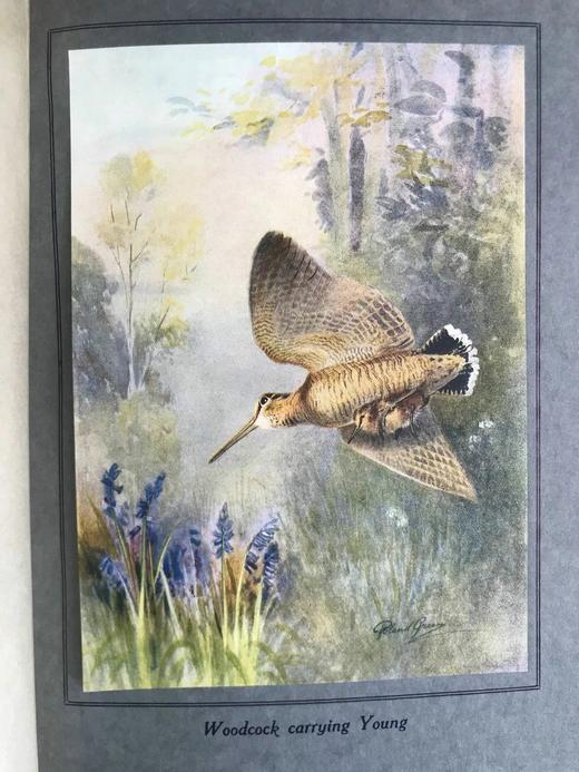 1922年 飞翔鸟类图集 12幅彩色手工贴图与大量黑白插图 布面精装16开 商品图11