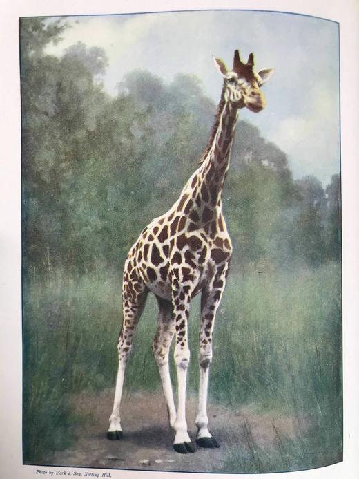 约20世纪早期 世界现存动物自然史（全2卷合订本） 1210幅插图 真皮精装16开 商品图10