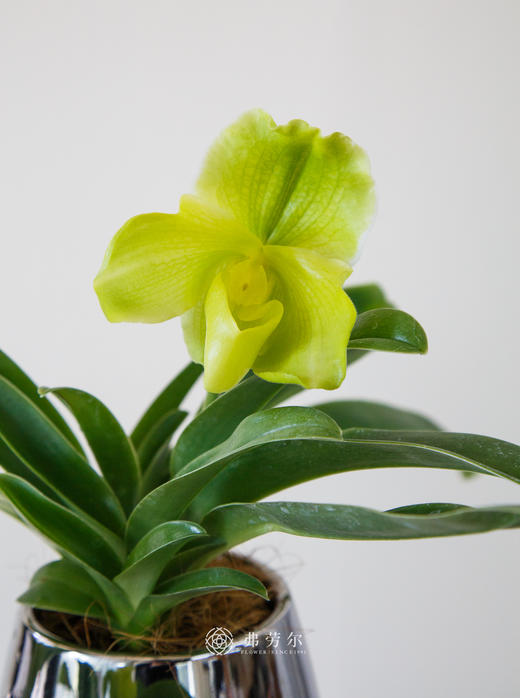 绿肉饼兜兰 商品图4