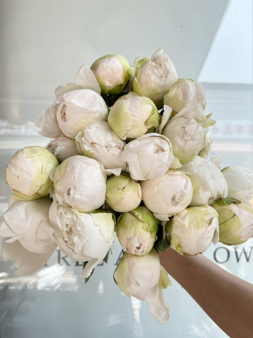 国产芍药-【奶油碗】 商品图3