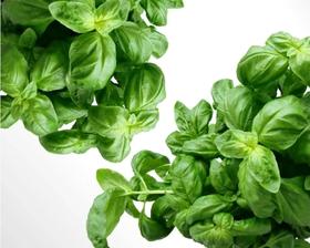  单方 | 建议收藏：罗勒精油万能调配公式② 