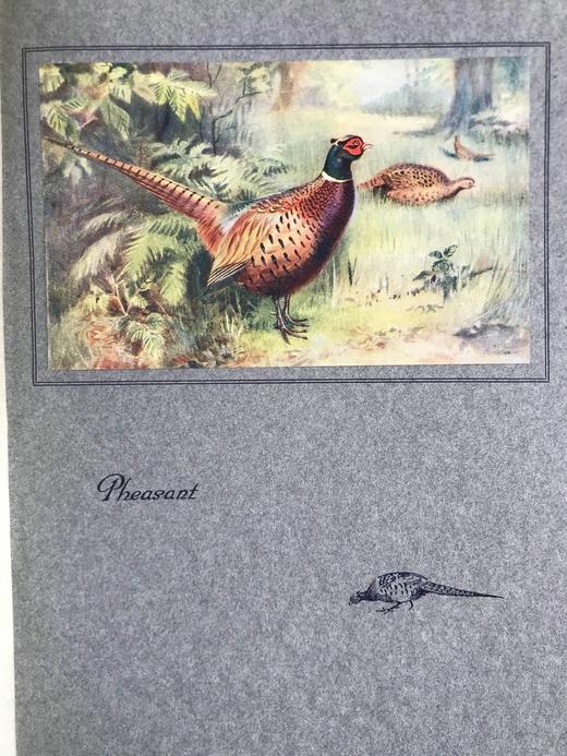 1925年 常见鸟类图集 8幅彩色手工贴图与大量黑白插图 布面精装16开 商品图10