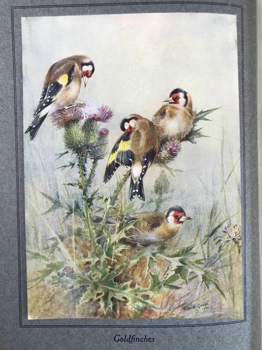 1925年 常见鸟类图集 8幅彩色手工贴图与大量黑白插图 布面精装16开 商品图2