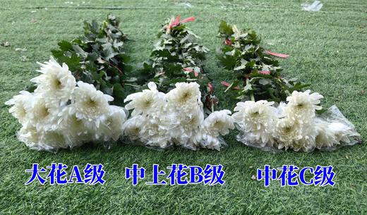 广州黄白菊花批发50扎起发货运费到付（批发） 商品图3