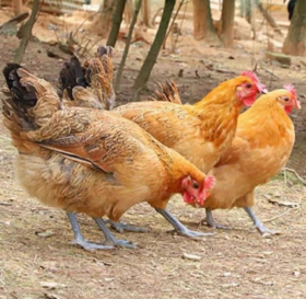 【超市】华曦蛋鸡1.3kg