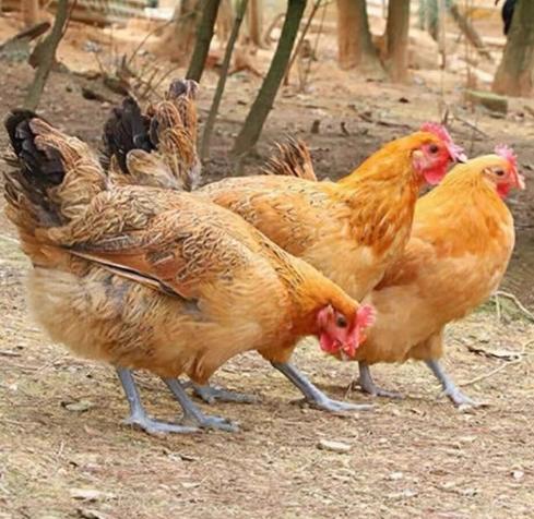 【超市】华曦蛋鸡1.3kg 商品图0