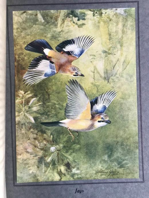 1922年 飞翔鸟类图集 12幅彩色手工贴图与大量黑白插图 布面精装16开 商品图7