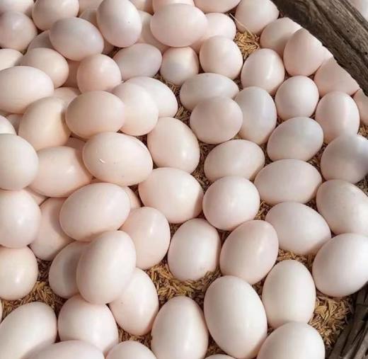 鸽子蛋 约200g10只装 商品图2