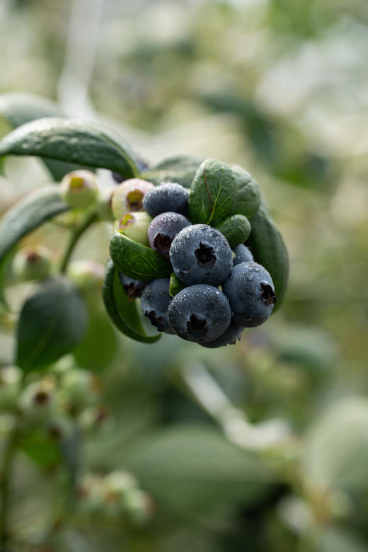 百鲜熊蓝莓22mm+/125g 商品图0