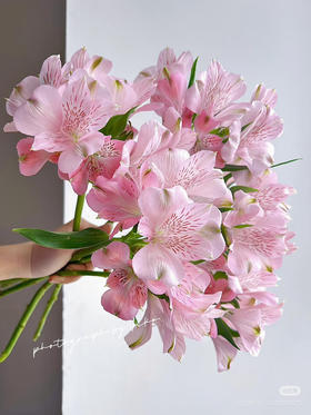 肯尼亚六出花-【Kristel】浅粉色