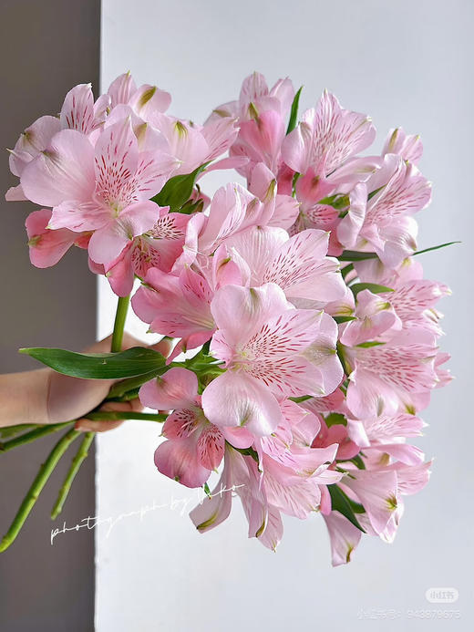 肯尼亚六出花-【Kristel】浅粉色 商品图0