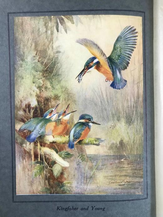 1922年 飞翔鸟类图集 12幅彩色手工贴图与大量黑白插图 布面精装16开 商品图2