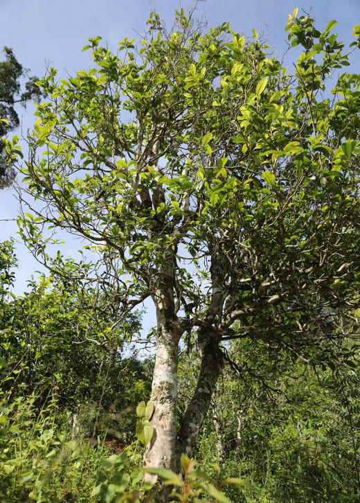 【春茶尝鲜仅一件】2025年早春老班章挑采300年古树纯料！爆棚兰花香！满满的春韵！不抢一定后悔！ 商品图3