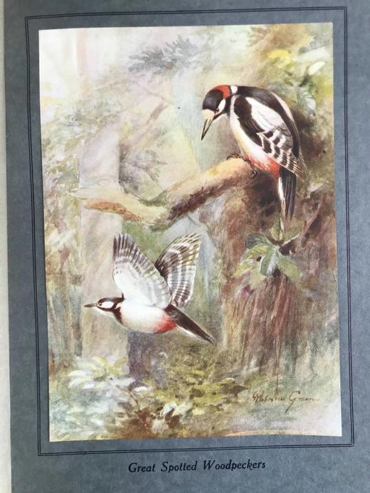 1922年 飞翔鸟类图集 12幅彩色手工贴图与大量黑白插图 布面精装16开 商品图13