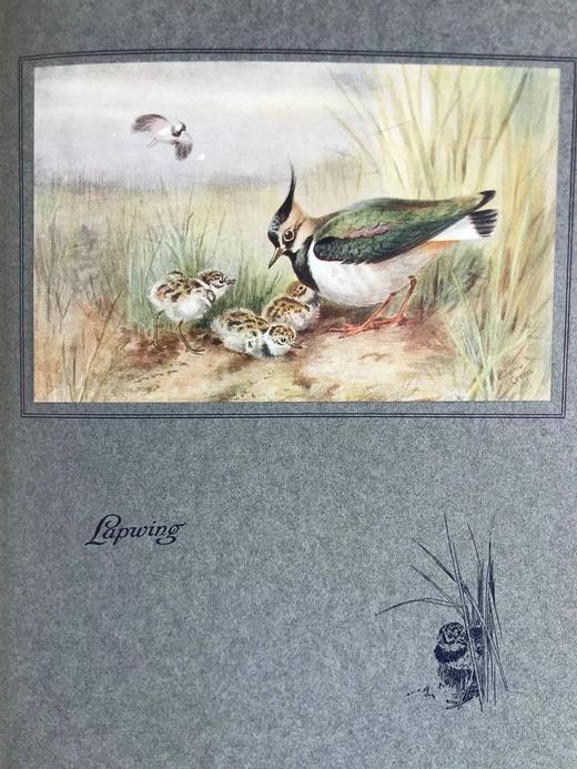 1925年 常见鸟类图集 8幅彩色手工贴图与大量黑白插图 布面精装16开 商品图8