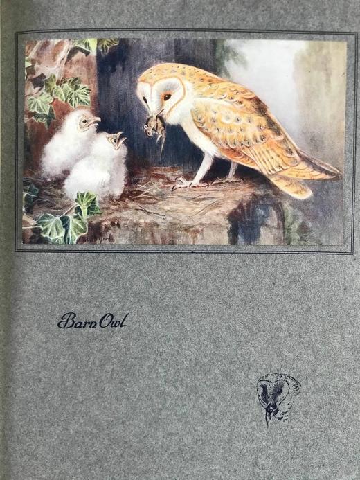 1925年 常见鸟类图集 8幅彩色手工贴图与大量黑白插图 布面精装16开 商品图7