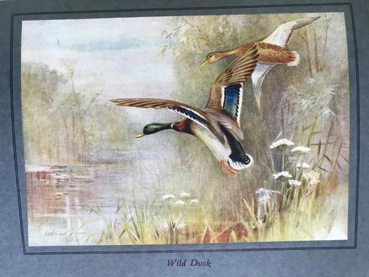 1922年 飞翔鸟类图集 12幅彩色手工贴图与大量黑白插图 布面精装16开 商品图10