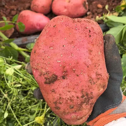 红皮洋芋 6斤（新鲜现挖，粉糯香甜） 商品图1
