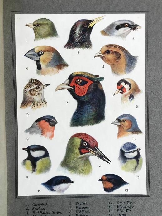 1925年 常见鸟类图集 8幅彩色手工贴图与大量黑白插图 布面精装16开 商品图9