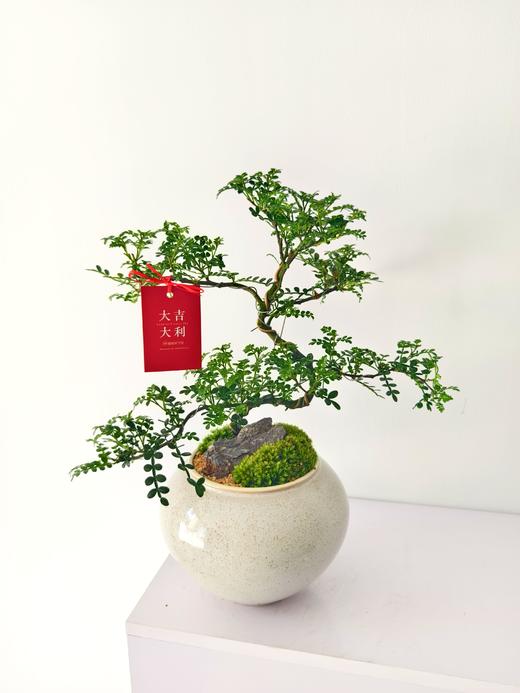 胡椒木/MXY228 商品图0