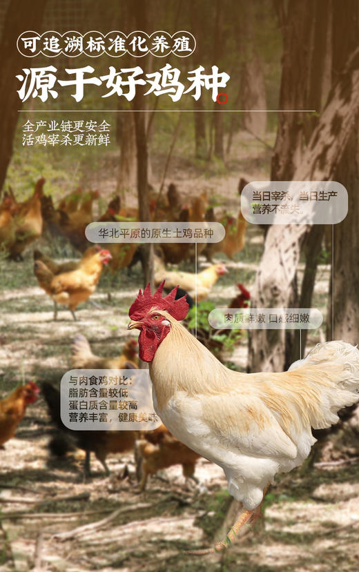 【自食优选】德州扒鸡传承1956华北柴鸡600g/只- 山东特产 保质期90天 商品图3