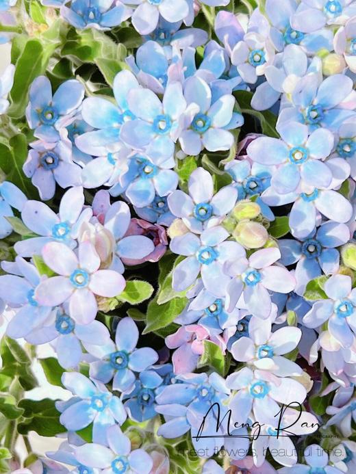 【少女幻想】索芙特粉小菊5支+蓝星花5支/份 商品图4