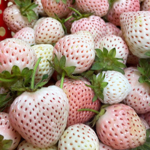 玉桃香白草莓 1.1kg/篮 商品图1