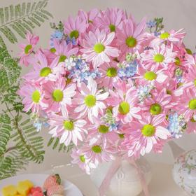 【少女幻想】索芙特粉小菊5支+蓝星花5支/份