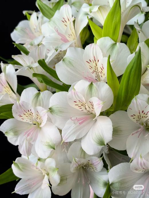 【随机色水仙百合】10支/份 商品图5